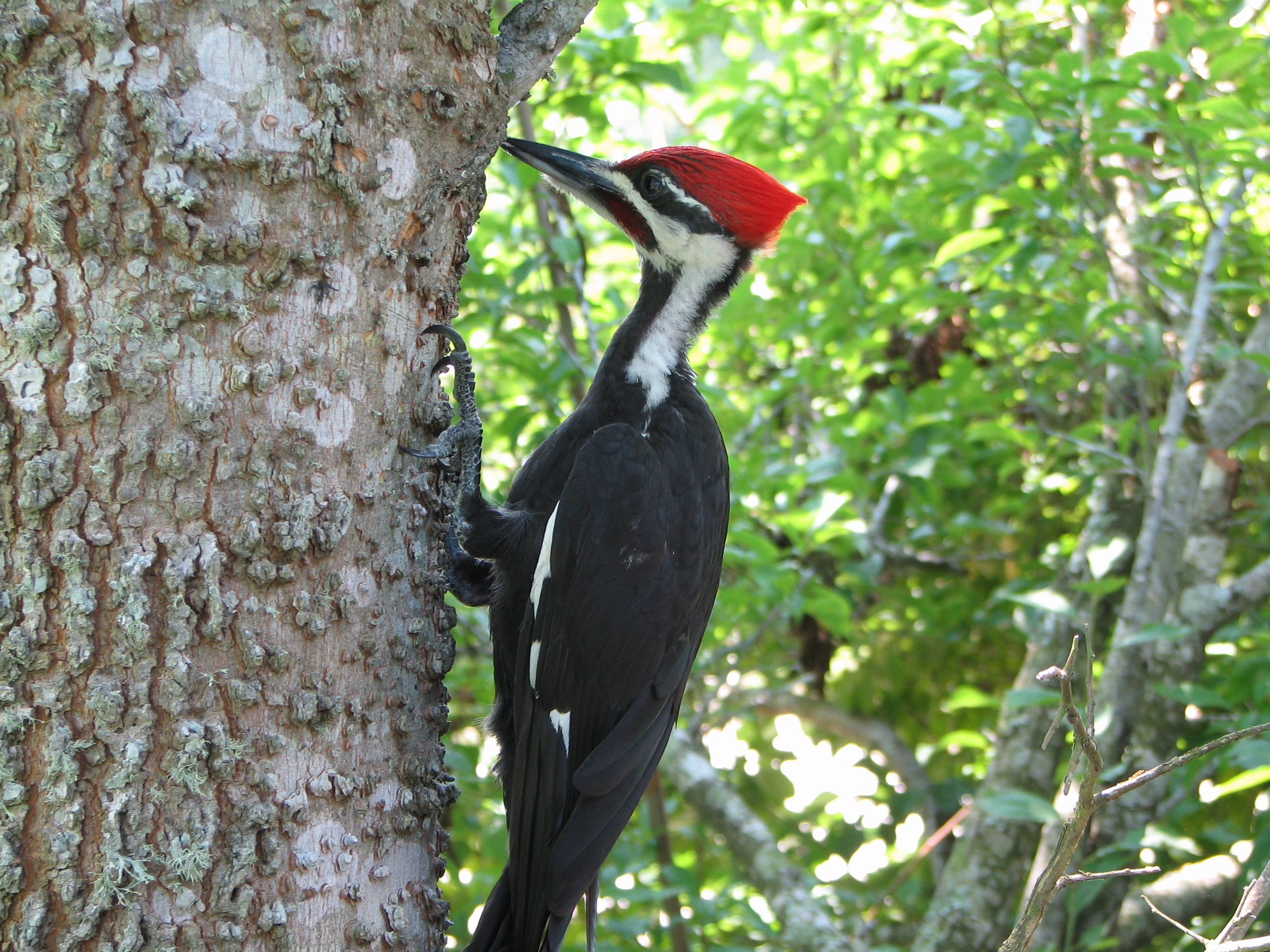 Is your Woodpecker’s Head Red? – Wildlife Center of Texas